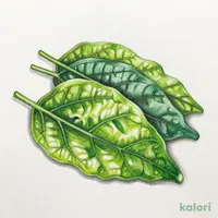 サンチュ(5枚)