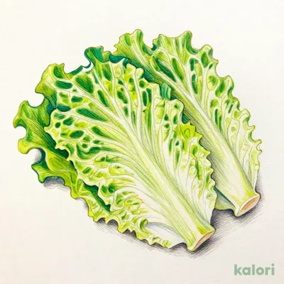 セットサンチュ