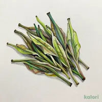 一番摘み本山茶