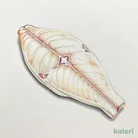 白身魚のフィレ(パンガシウス)
