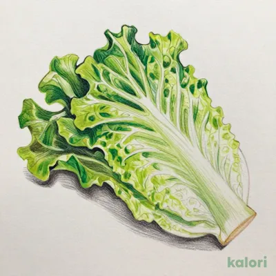 Leaf Lettuce