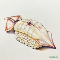 するめいか