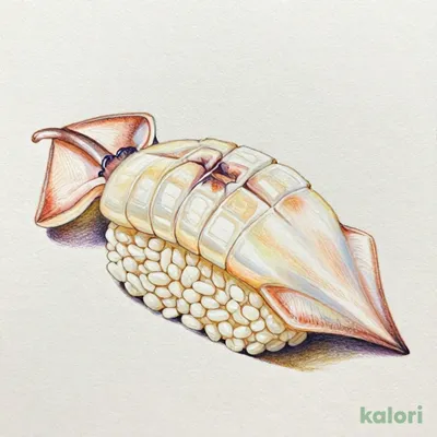するめいか