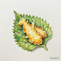 大葉天