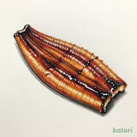うなぎ蒲焼(冷凍)