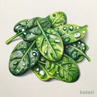 九州熊本県産　ほうれん草