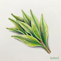 ライフプレミアム一番摘み牧之原茶 極100g