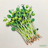 豆苗