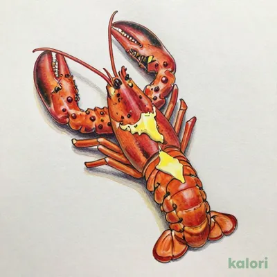 ライブロブスター（オーブン）（ラージ）