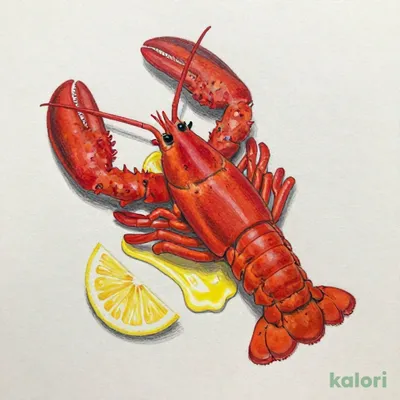 ライブロブスター（スチーム）（ミディアム）