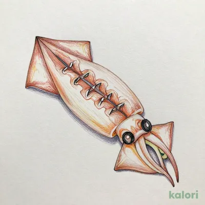イカ切身