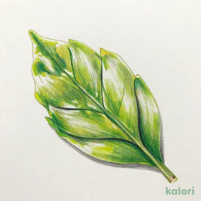 成城石井 茶師十段”関谷祥嗣”の深蒸し茶 100g