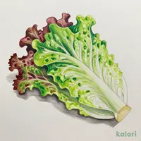 Organic Mixed Salad (Green Leaf & Sunny Lettuce)