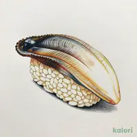 生ほっき（一貫）