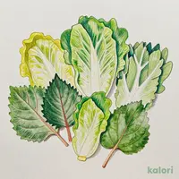 包み野菜8種セット