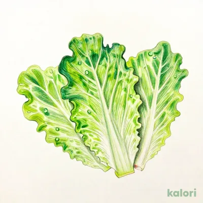 サンチュ（３枚）