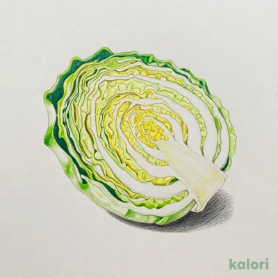 キャベツ